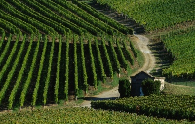 Vineyard Vineyard