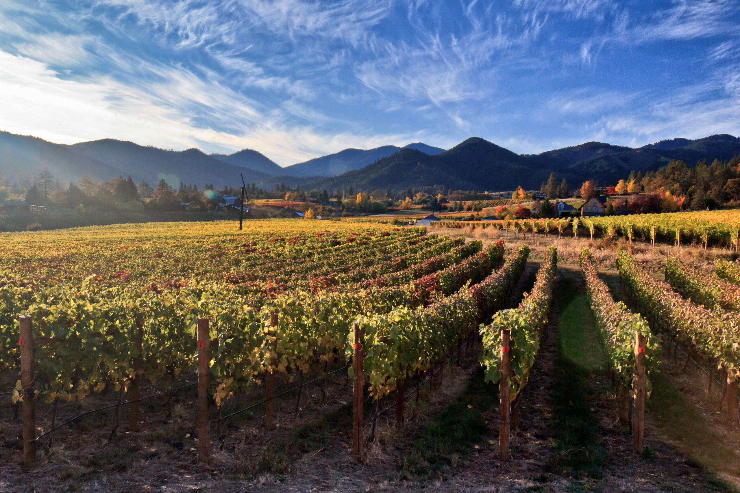 Named the “next Napa” by Vogue.com, the Rogue Valley AVA is the southernmost winegrowing region in Oregon. It’s made up of three distinct river valleys (Bear Creek, Applegate and Illinois), that extend from the foothills of the Siskiyou Mountains along the California border north to the Rogue River.Learn More