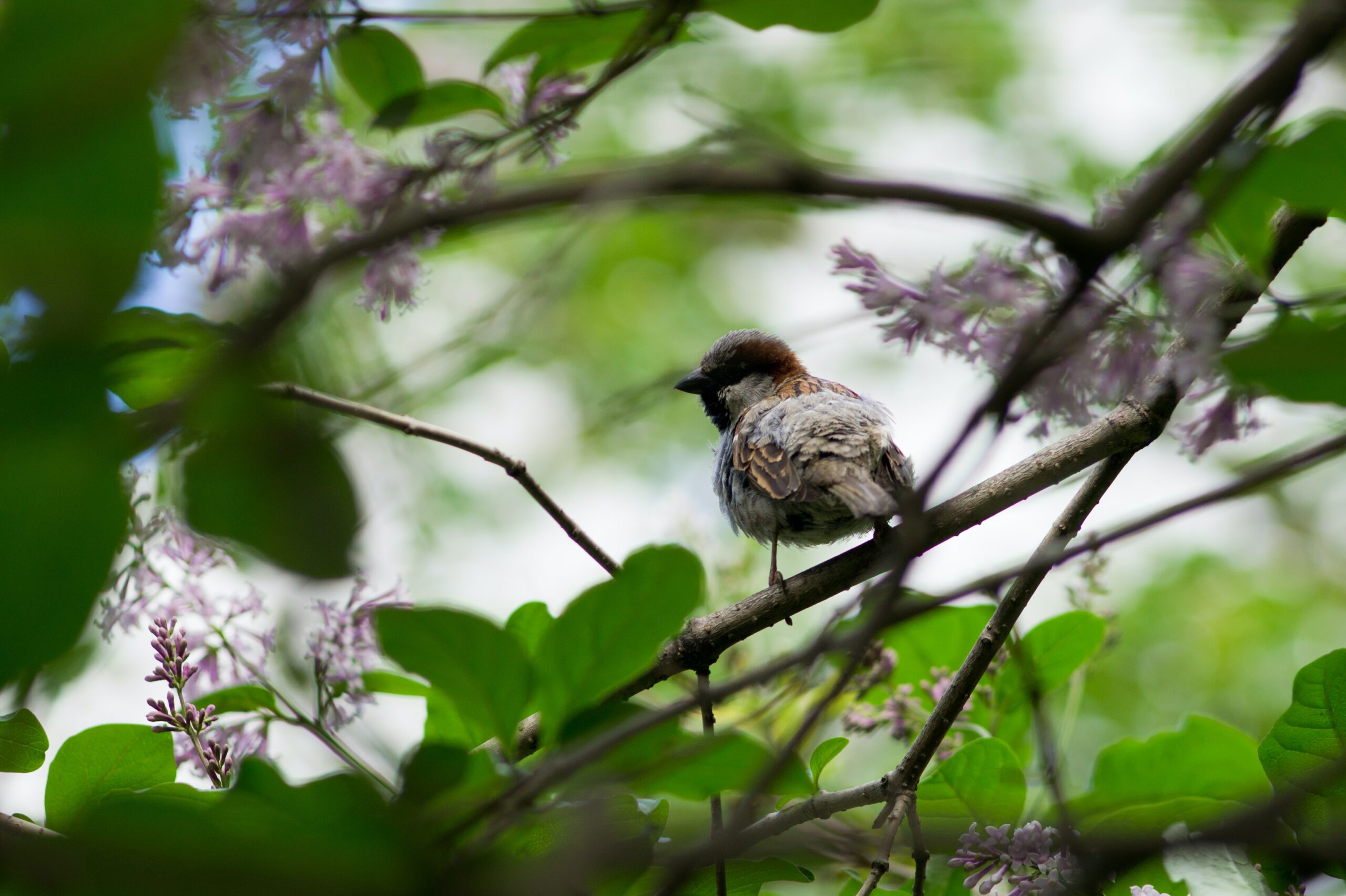 birdwatching